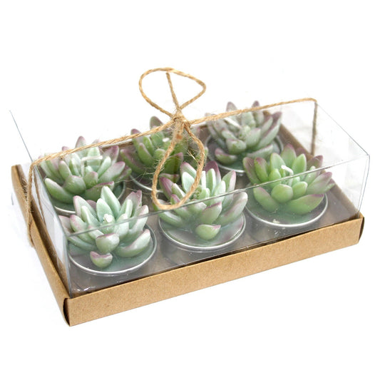 Set of 6 Cactus Agave Tealights in gift box