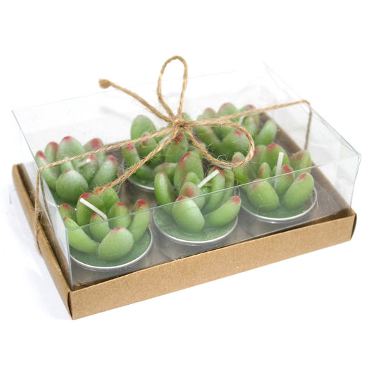 Game of 6 Succulent Cactus Tealights in Gift Box