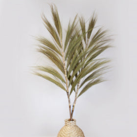 Rayung Natural Palm - 1.6m