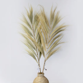 Palmera Rubia de Rayung - 1.6m