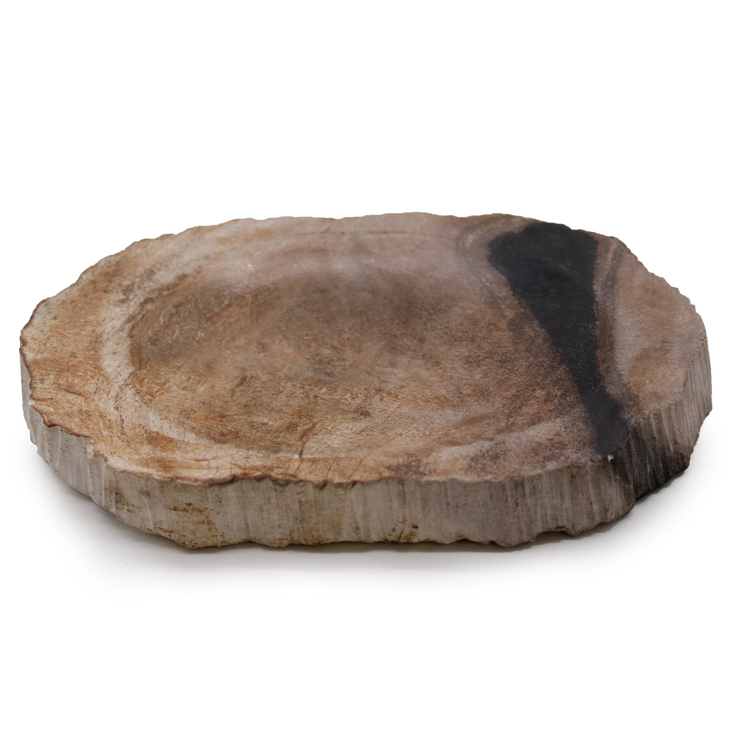 Black Jabonera of Petrified Wood