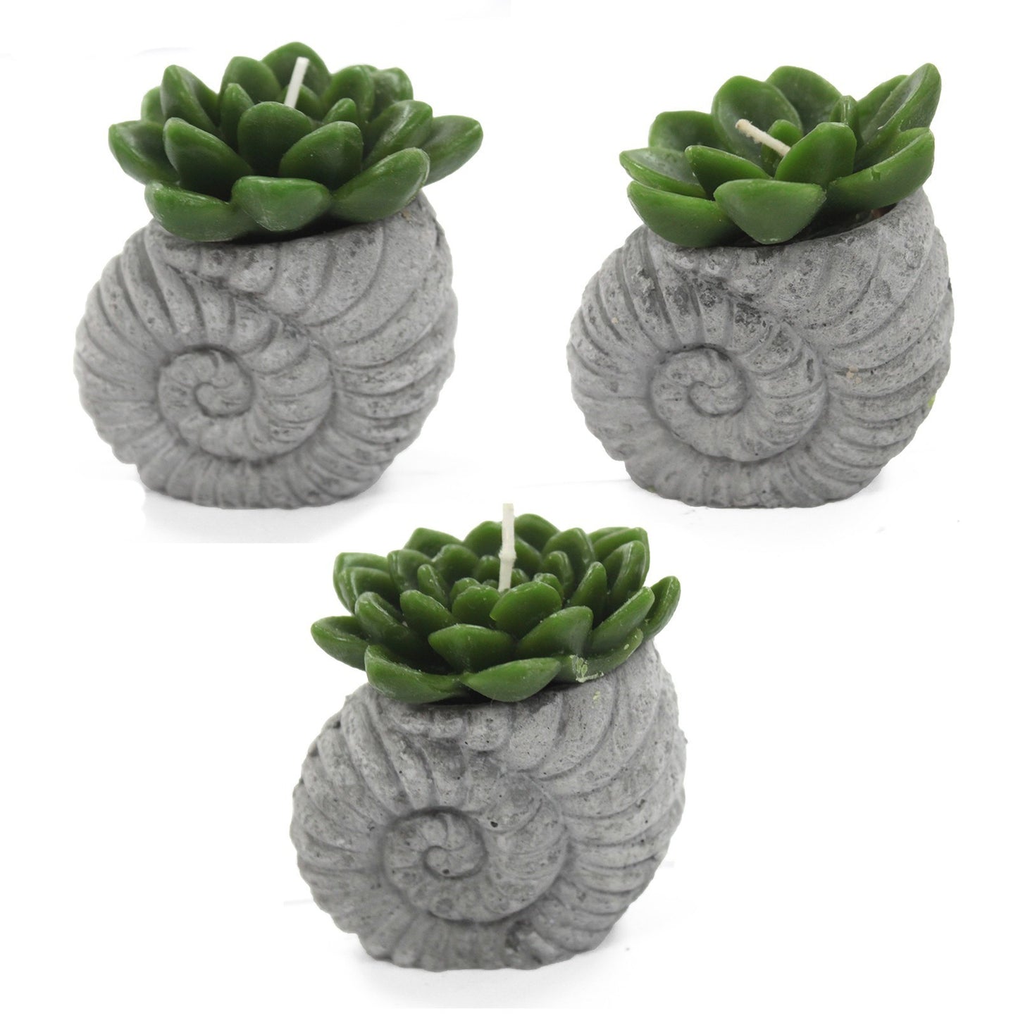 Cactus candles - Pantalla Shell Pot (asst)