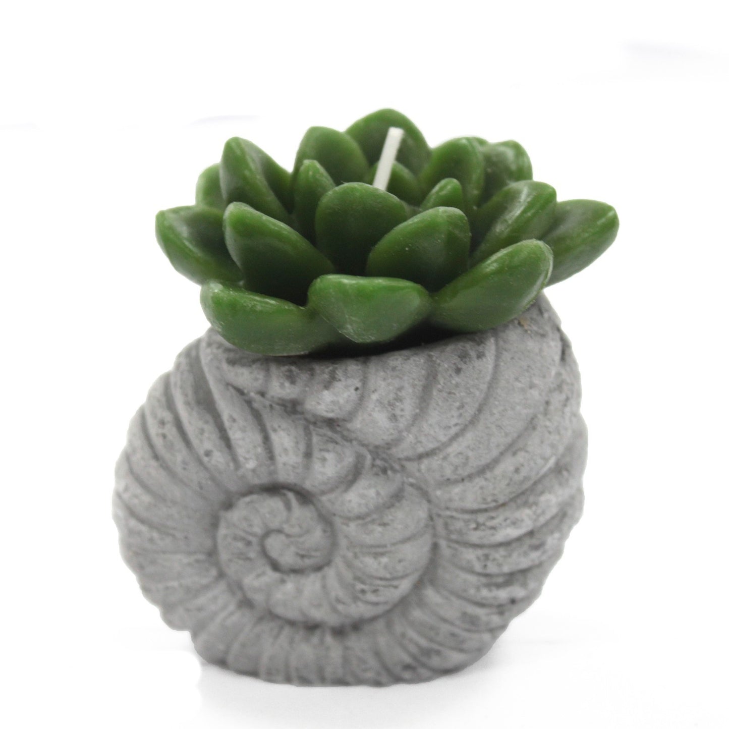 Cactus candles - Pantalla Shell Pot (asst)