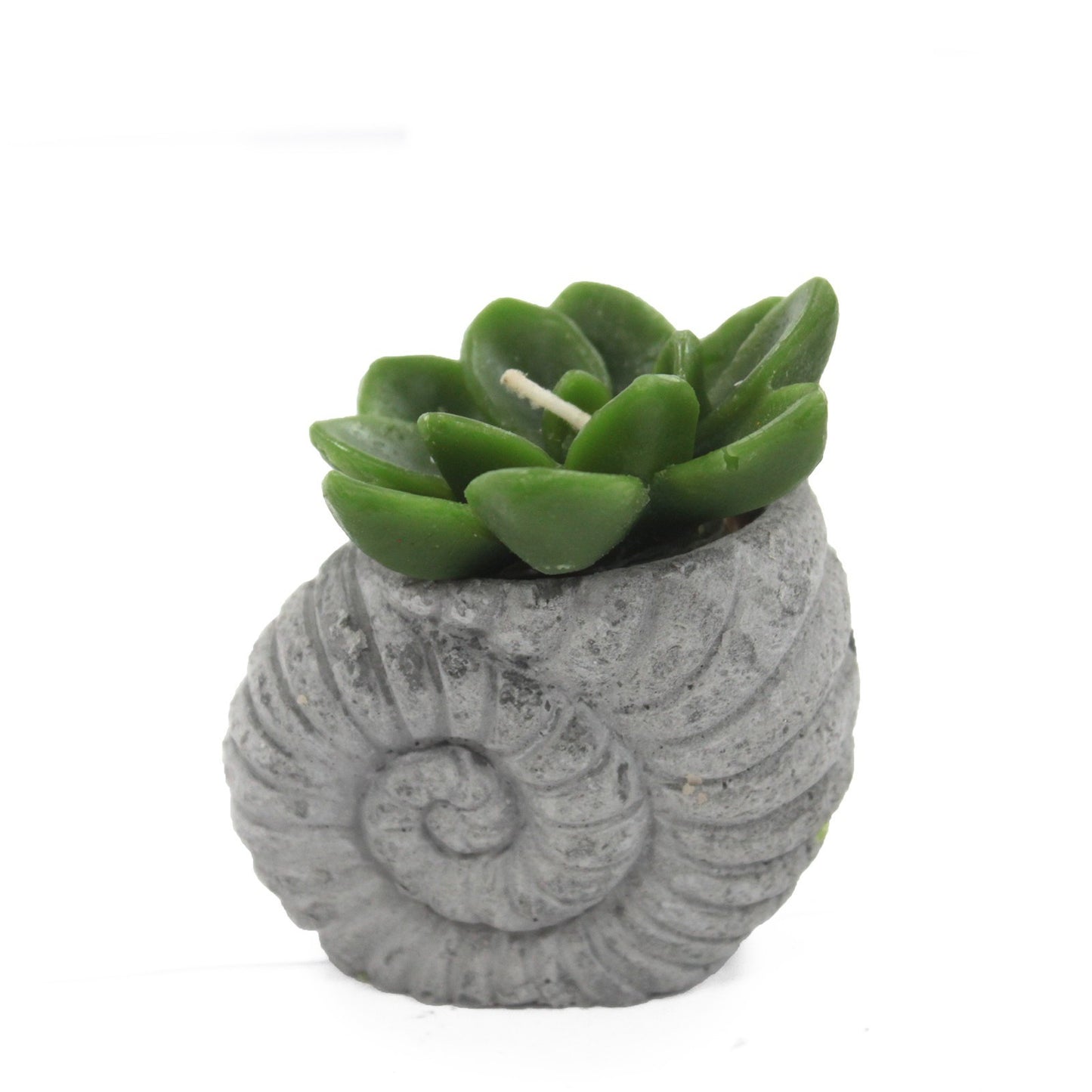 Cactus candles - Pantalla Shell Pot (asst)