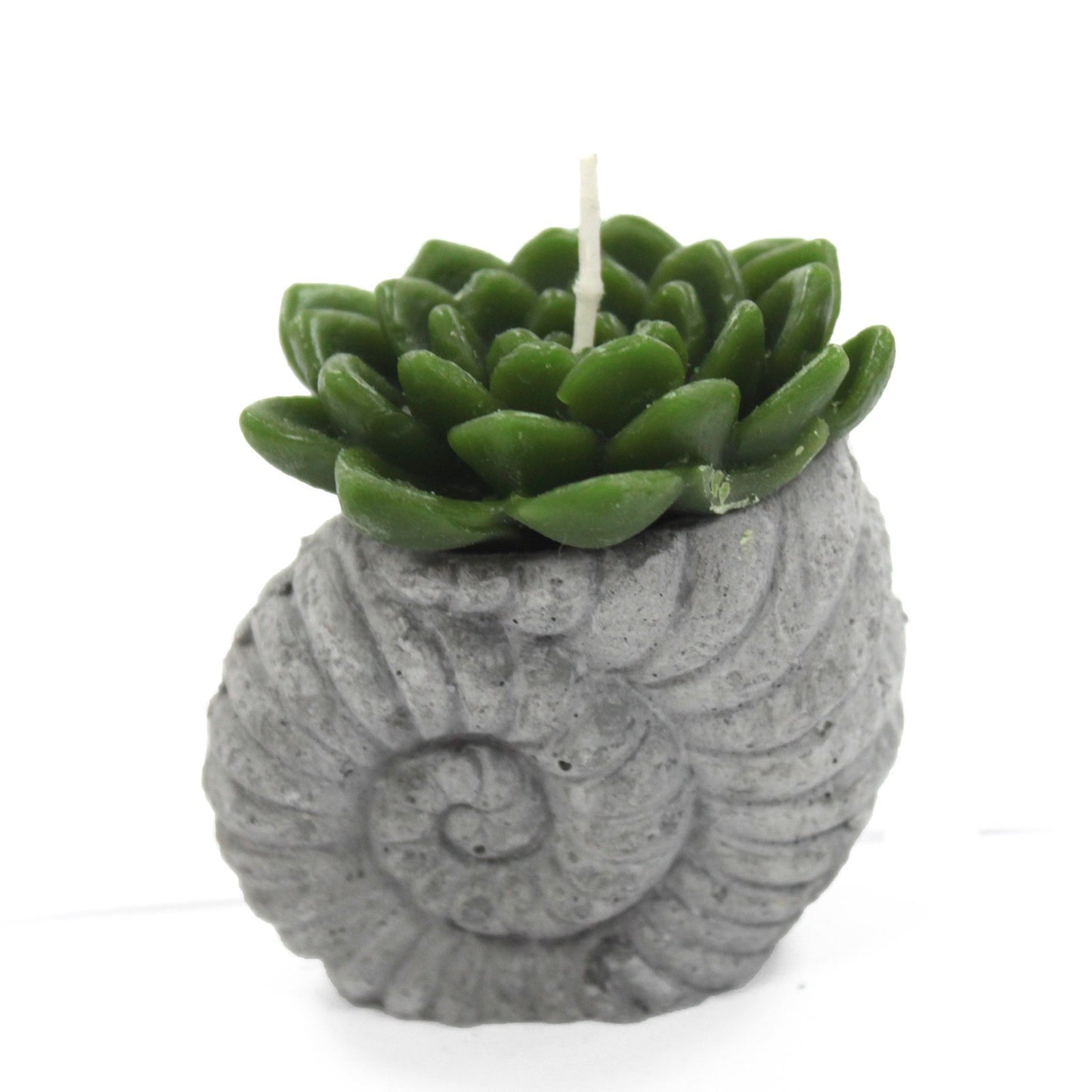 Cactus candles - Pantalla Shell Pot (asst)