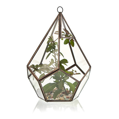 Terrarium en Verre - Gran Pentagone